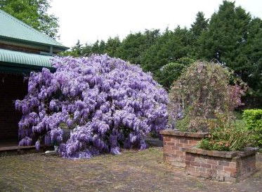 Heronswood House - Accommodation Brisbane 2