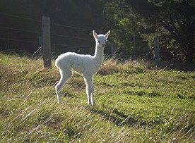 Jaspers Brush B And B - Accommodation Brisbane 0