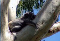 Dunbogan Caravan Park - Accommodation Brisbane 2