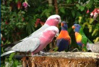 Dunbogan Caravan Park - Accommodation Brisbane 4