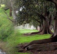 Rivergum Cottage - Accommodation Brisbane