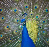 Willunga Peacock Farm Bed and Breakfast - Accommodation Brisbane