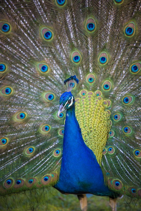 Willunga Peacock Farm Bed And Breakfast - Accommodation Brisbane 0