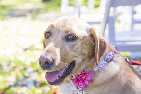 Willunga Peacock Farm Bed And Breakfast - Accommodation Brisbane 4