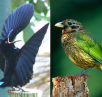 Chambers Wildlife Rainforest Lodges - Accommodation Brisbane