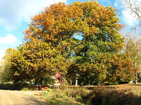 Red Rooster Host Farm - Accommodation Brisbane 0