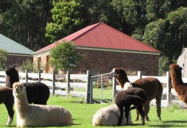 Tin Dragon Trail Cottages - Accommodation Brisbane 2