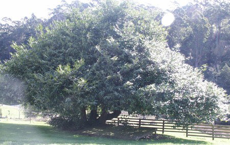 Penguin Valley Farm - Accommodation Brisbane 3