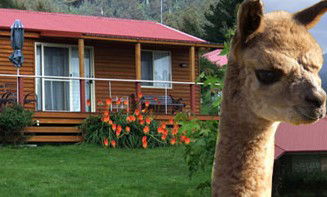 Maydena Country Cabins Accommodation & Alpaca Stud - Accommodation Brisbane 1