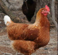 Avonmore Estate Biodynamic Winery - Accommodation Brisbane
