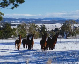 Castanian - Accommodation Brisbane 1