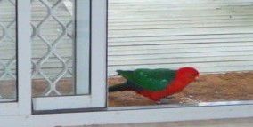 Azalea Cottage - Accommodation Brisbane 5