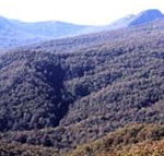 Callicoma Hill Eco-Cabins - Accommodation Brisbane