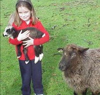Cinnamon Coloureds Farmstay - Accommodation Brisbane