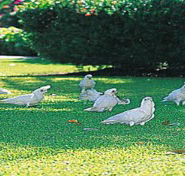 Aurora Kakadu - Accommodation Brisbane