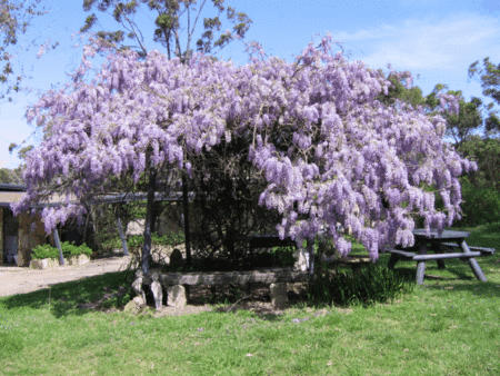 Studio Cottages Romantic Hideaway - Accommodation Brisbane 5