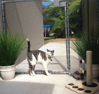 Caringbah Cat Hotel - Accommodation Brisbane
