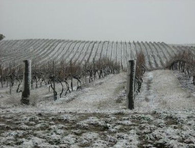 Turners Vineyard - Accommodation Brisbane 3