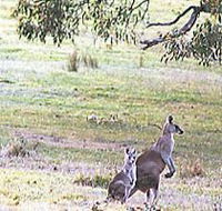 Kangaroo Ridge Retreat - Accommodation Brisbane