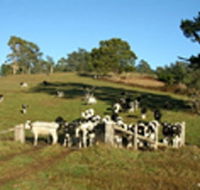 St Columba Cottage - Accommodation Brisbane