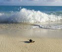 Heron Island Resort - Accommodation Brisbane 4