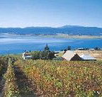 Marions Vineyard 