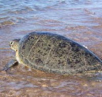 Mackerel Islands - Accommodation Brisbane