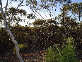 Piawaning ACT Accommodation Brisbane