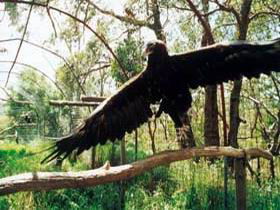 Ashton SA Accommodation Brisbane