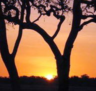Coodardie Station Stay - Accommodation Brisbane