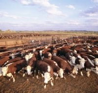 Bond Springs Outback Retreat - Accommodation Brisbane