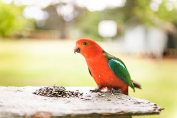Federation Gardens & Possums Hideaway - Accommodation Brisbane 24