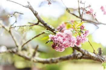 Federation Gardens & Possums Hideaway - Accommodation Brisbane 25