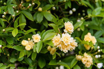 Federation Gardens & Possums Hideaway - Accommodation Brisbane 26