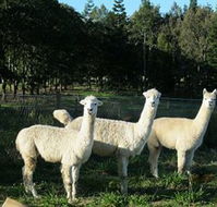 Blackwattle Farm BampB and Farm Stay - Accommodation Brisbane