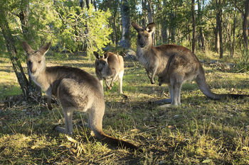 Eagleview Resort - Accommodation Brisbane 42