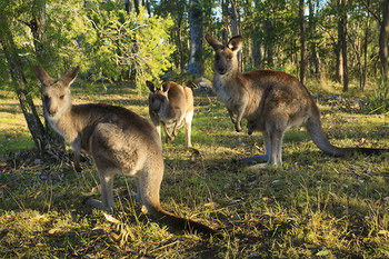 Eagleview Resort - Accommodation Brisbane 56