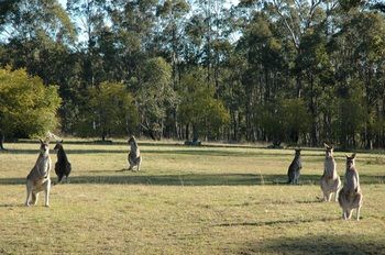 Hunter Hideaway Cottages - Accommodation Brisbane 10