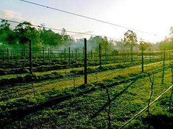 Hunter Country Lodge - Accommodation Brisbane 3