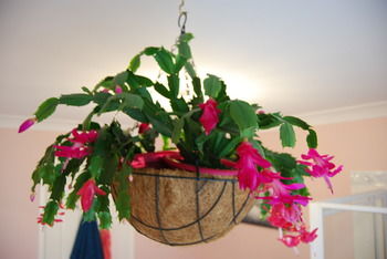 L'Auberge Angara Bed And Breakfast - Accommodation Brisbane 41