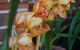 L'Auberge Angara Bed And Breakfast - thumb 42