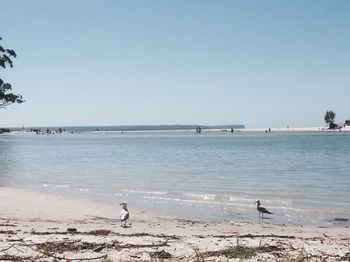 Huskisson Beach Bed And Breakfast - Accommodation Brisbane 3