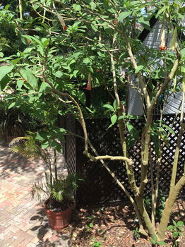 The Regents Park - Accommodation Brisbane 54