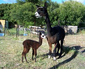 Cleburne - Accommodation Brisbane 5