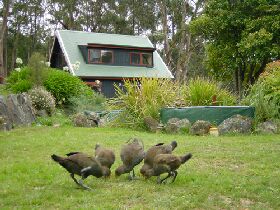 Tree Tops Cascades - Accommodation Brisbane 1