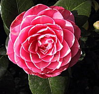 Cloverlea Gardens Bed and Breakfast - Accommodation Brisbane