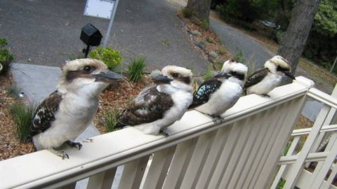 Around About Lorne Studios Or B&B - Accommodation Brisbane 2
