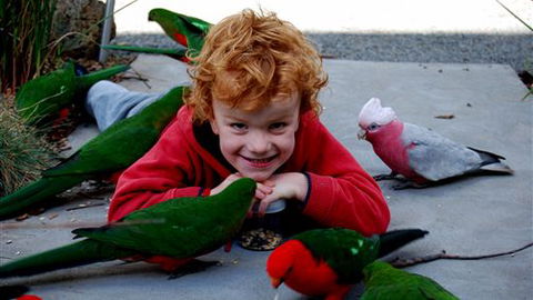 Around About Lorne Studios Or B&B - Accommodation Brisbane 3