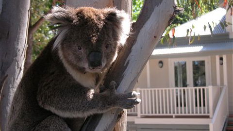 Around About Lorne Studios Or B&B - Accommodation Brisbane 1