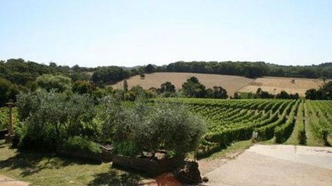 Morning Sun Vineyard - Accommodation Brisbane 2
